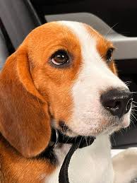 Hi! I'm new to this group. I recently joined because it's great to have  friends who love animals I lost my beagle baby in june2024 thank you for  inviting meh