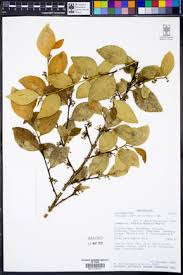 Image result for Suregada procera