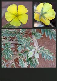 Image result for Tribulus zeyheri