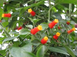 Laxiflora, that forms 5' tall purple stalks clothed with dark green leaves. Candy Corn Vine Our Plants Kaw Valley Greenhouses