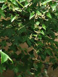 Image result for Polystachya pamelae