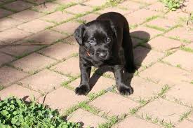 Chiot Croise Labrador Beauceron 140 Eur Chiot Chiens Et Chiots Chien