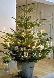 Caring For And Planting A Live Christmas Tree Planet Natural Live Christmas Trees Potted Christmas Trees Christmas Tree Toppers Unique
