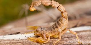 Image result for Scorpion