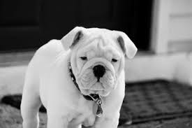 Black And White English Bulldog Puppy White Whitebulldog Whiteenglishbulldog English Bulldog Englishbulldog Bulldogs Breed Dogs Pets Animals Do Bulldog Wallpaper Bulldog Puppies Bulldog
