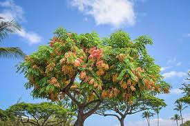 Image result for Isoglossa cataractarum