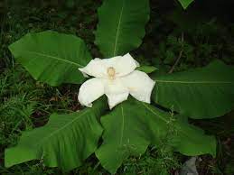 Maybe you would like to learn more about one of these? Native Plant Profile Magnolia Macrophylla The Bigleaf Magnolia North Carolina Cooperative Extension