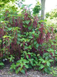 Image result for Acalypha hispida