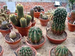 However, many cacti have rainforests too as their natural habitat. Taxonomy Of The Cactaceae Wikipedia
