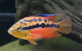 The cichlid will need a normal amount of lighting in their tank. Salvini Cichlid Cichlasoma Salvini