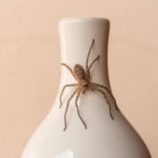 Nashville is such a lively place to own a home, so it's no wonder why pests find your house exciting. What To Do About All The Spiders In Your House This Fall Nashville Tn