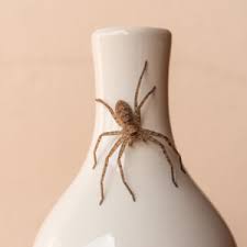 Maybe you would like to learn more about one of these? What To Do About All The Spiders In Your House This Fall Nashville Tn