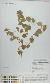 Image result for Sida javensis