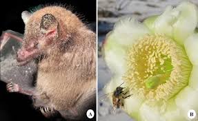 Why do bees pollinate flowers? Scielo Brasil Pollination Biology Of The Endangered Columnar Cactus I Cipocereus Crassisepalus I A Case Of Close Relationship Between Plant And Pollinator Pollination Biology Of The Endangered Columnar Cactus I Cipocereus Crassisepalus I A