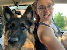 What is the best way to get rid of mats behind a semi long coated  shepherd's ears?