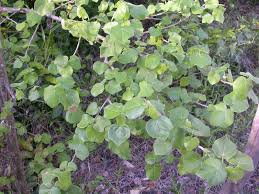 Image result for Sterculia africana