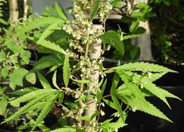 Image result for Cannabis sativa