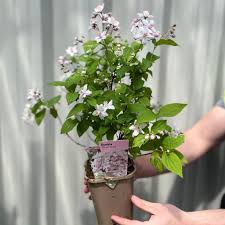 Image result for Deutzia x hybrida ′Mont Rose