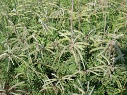 Image result for Tephrosia multijuga