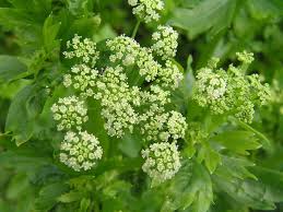 Image result for Apium graveolens