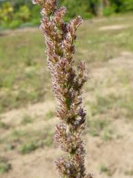 Image result for Eragrostis ciliaris