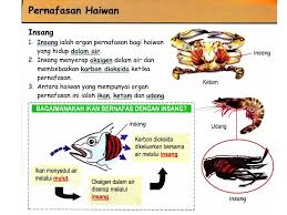 sistem pernafasan yang terjadi di permukaan tubuh 8. Upsr Sains Seperti Manusia Pusat Tuisyen Seri Amal Facebook