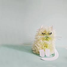 Chrysanthemum Cats Flower Child Chrysanthemum C Is For Cat