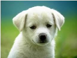 Dogs, cats, birds and furries: Pet Shops In Kanpur Pet Stores In Kanpur Dog Shop In Kanpur