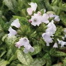 Image result for Pulmonaria Silverado