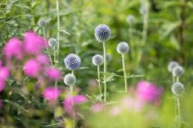 Take a cue from one of the west's boldest designers, and turn your backyard… Plant A Cutting Garden Cutting Garden Flowers Gardener S Supply