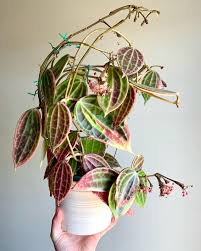 Image result for Carvalhoa macrophylla
