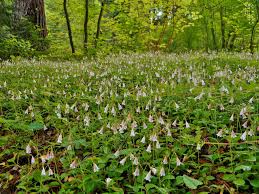 Image result for Linnaea borealis