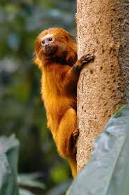 Rain Forest Animals Of The Amazon Rainforest Animals Wild Animals Photos Endangered Animals