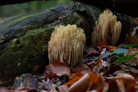 Image result for Ramaria stricta
