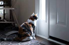 Do Cats Miss Their Owners When They Are Away The Answer And More