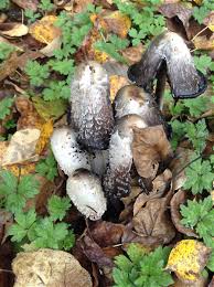 Maybe you would like to learn more about one of these? Shaggy Manes And Inky Caps Mushrooms Uses And Health Effects Owlcation