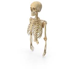 The bony foundation of the thorax is the thoracic cage composed of thoracic spine (anatomy lesson #10), sternum, ribs and rib cartilages (photo c). Human Rib Cage Spine Female Skull Clavicle Scapula And Arms Bones Anatomy Png Images Psds For Download Pixelsquid S113011903