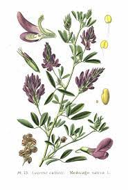 Role of a nonprotein she says alfalfa causes a host of problems, low immunity being oe of them. Alfalfa Wikipedia
