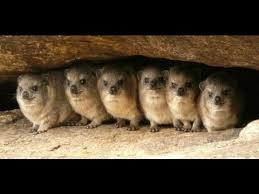 معلومات عن حيوان الوبر youtube