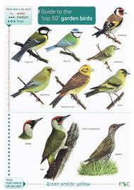 top 50 garden birds laminated id chart