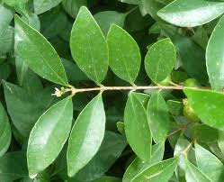 Image result for Eugenia capensis