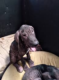 Since greenfield puppies was founded in 2000, we have been connecting healthy puppies with caring, loving families. The Great Dane Rescue Of Southern California Great Danes Available For Adoption