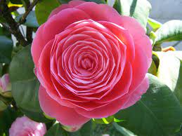 Camellia Japonica Japanese Camellia World Of Flowering Plants Spring Flowers Container Flowers Flowers
