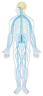 The nervous system of earthworm is divided into 3 parts: Overview Of The Nervous System Human Anatomy And Physiology Lab Bsb 141