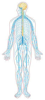 Chart central nervous system, diagram autonomic nervous system, diagram brain, diagram cerebellum, diagram cerebrum, diagram endocrine system, diagram neurons, diagram spinal cord, inner body, chart central nervous. Overview Of The Nervous System Human Anatomy And Physiology Lab Bsb 141