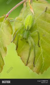 Sign in to suggest organism id. Green Huntsman Spider Image Photo Free Trial Bigstock