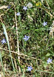 Image result for Wahlenbergia flexuosa