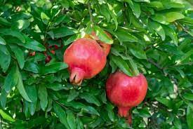 Although it prefers warmer climates similar to those of the mediterranean, slightly cooler as such, zones 11 and above are not recommended. How To Grow Pomegranate Trees