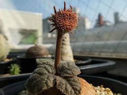 Image result for Dorstenia barnimiana