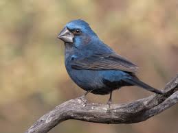 Image result for Barleria megalosiphon